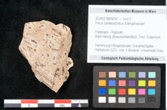 Foto (Objekt + Etikett) von Pinus palaeostrobus Ettingshausen (NHMW-GEO-2024-0188-8267)